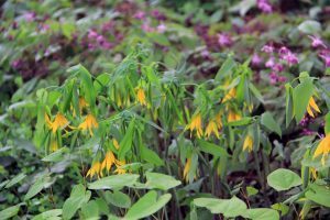 Rock Garden, Flowers