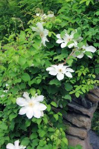 Rose Garden, Flowers
