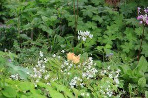 Rock Garden, Flowers