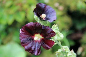 Rose Garden, Flowers