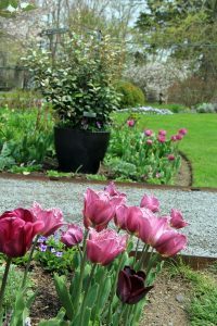 Rose Garden, Flowers