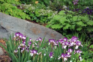 Rock Garden, Flowers