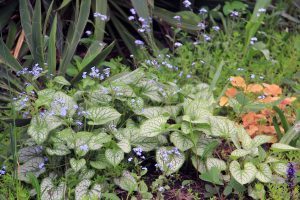 Rock Garden, Flowers