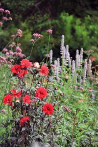 Rose Garden, Flowers