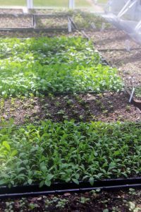 Greenhouse