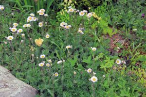 Rock Garden, Flowers