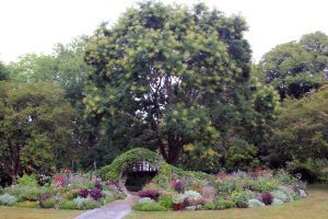 Rose Garden, Flowers
