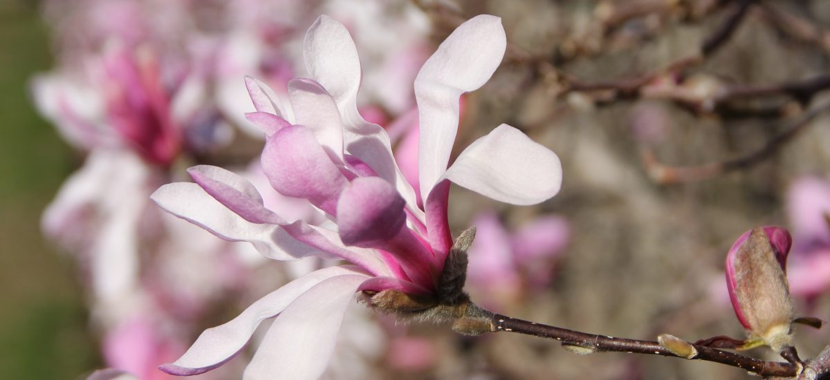 April to May Blooms