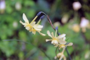 Rock Garden, Flowers