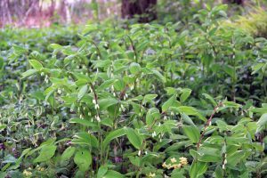 Rock Garden, Flowers