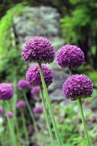 Rose Garden, Flowers