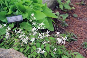 Rock Garden, Flowers