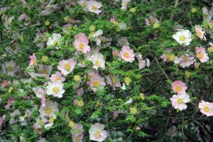 Rose Garden, Flowers