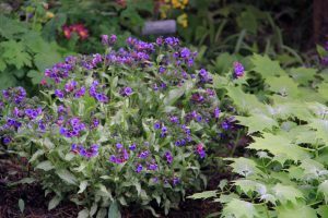 Rock Garden, Flowers