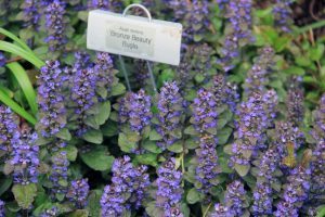 Rock Garden, Flowers
