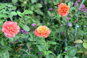 Rose Garden, Flowers