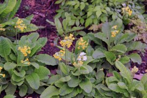 Rock Garden, Flowers