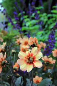 North Garden, Flowers