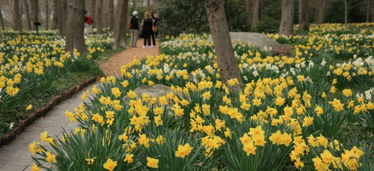 April to May Blooms