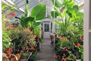 Greenhouse