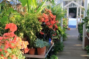 Greenhouse