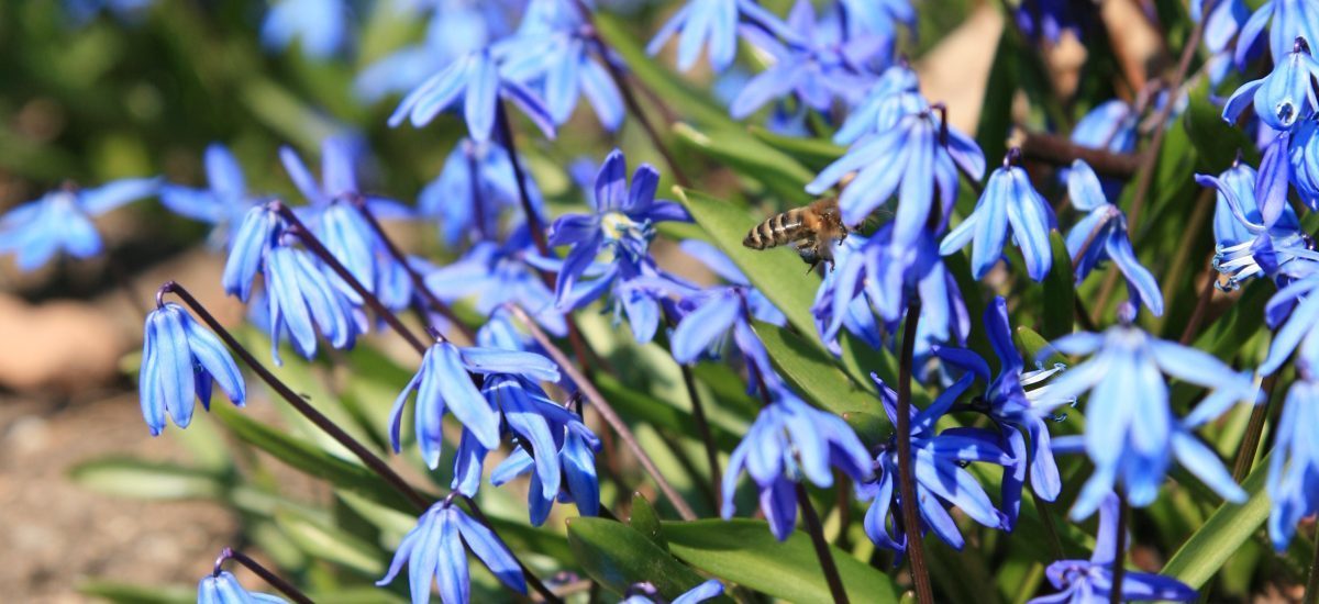 April to May Blooms