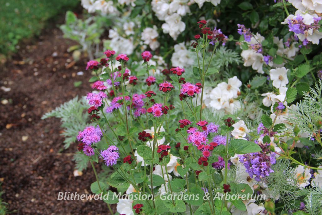 Ageratum houstonianum 'Red Sea'