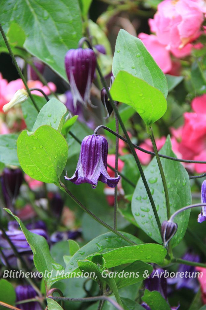 Clematis integrifolia 'Rooguchi'