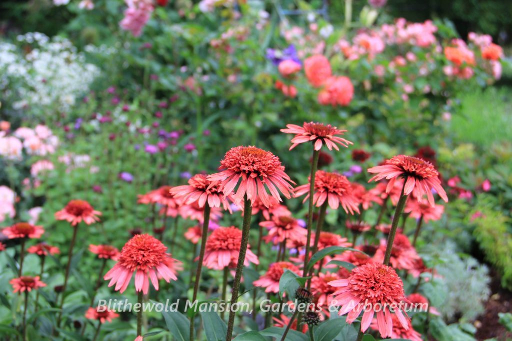 Echinacea 'Supreme Flamingo'