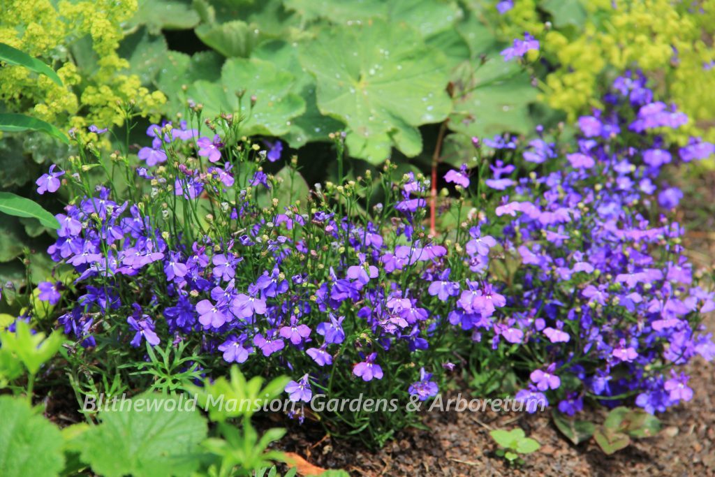 Lobelia 'Regatta Marine Blue'