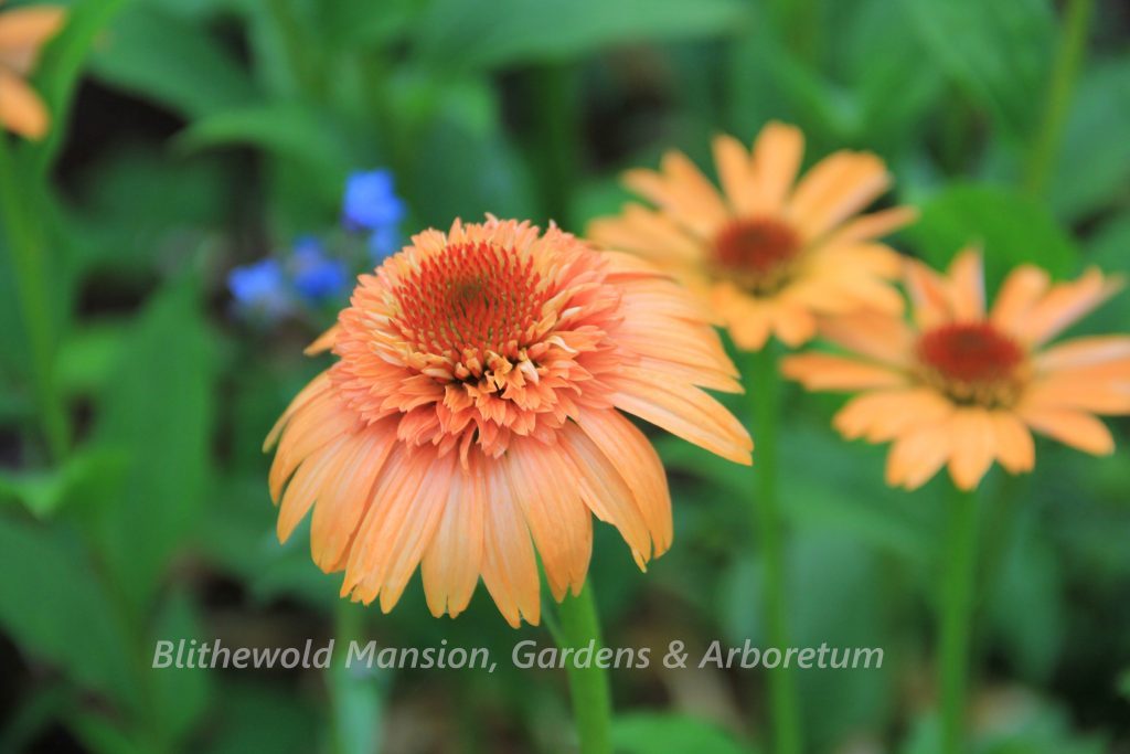 Echinacea 'Supreme Flamingo'