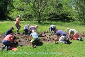 plantingcosmos