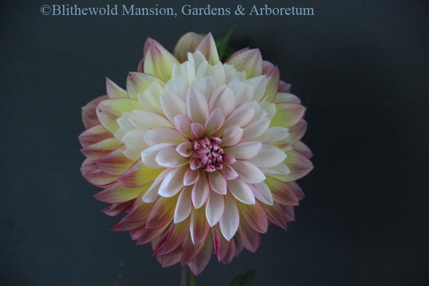 Dahlia 'Caribbean Fantasy'