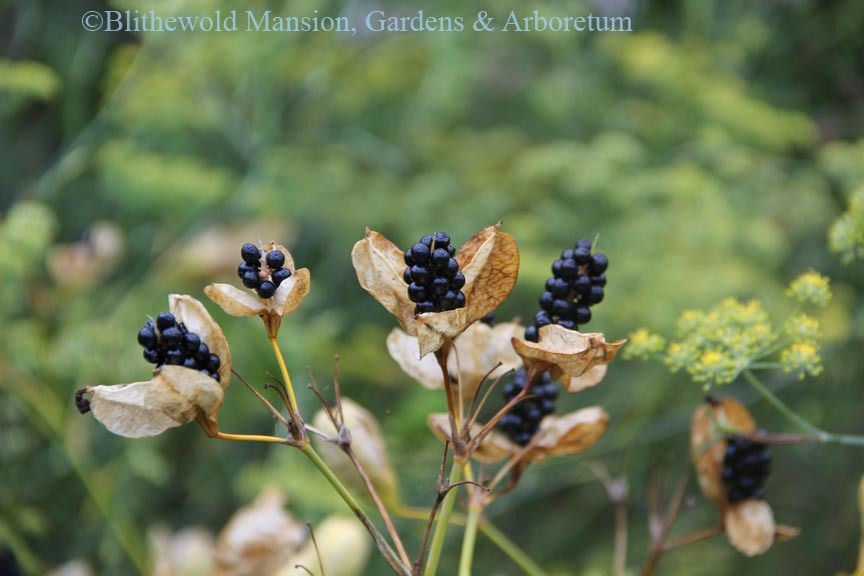 Blackberry Lily (Iris domestica) going to seed in the New Big Bed