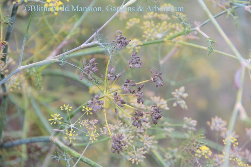 Fennel seeds beginning to form