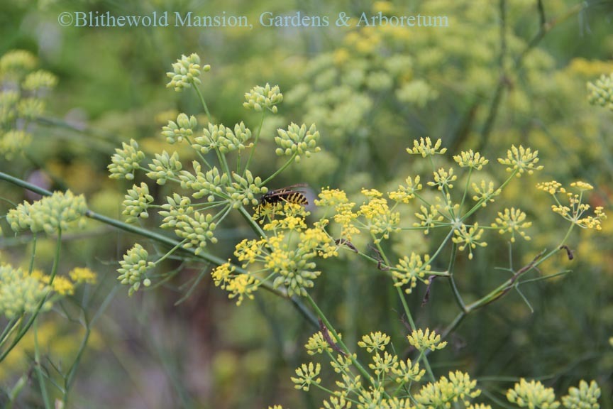 Yellow jacket harvesting pollen from fennel (Foeniculum vulgare) 