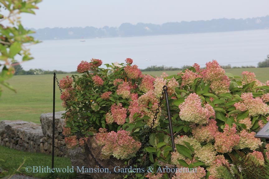 Hydrangeas above the North Garden