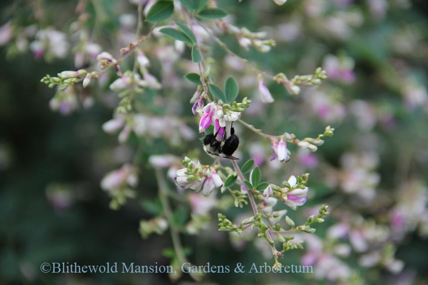 Bumble bee on Lespedeza thunbergii 'Edo Shibori'