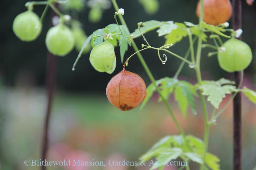 Love in a Puff (Cardiospermum halicacabum) forming its seeds