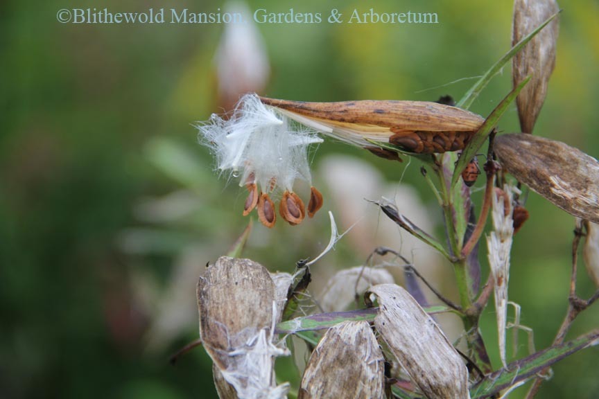 Asclepias releasing its seeds