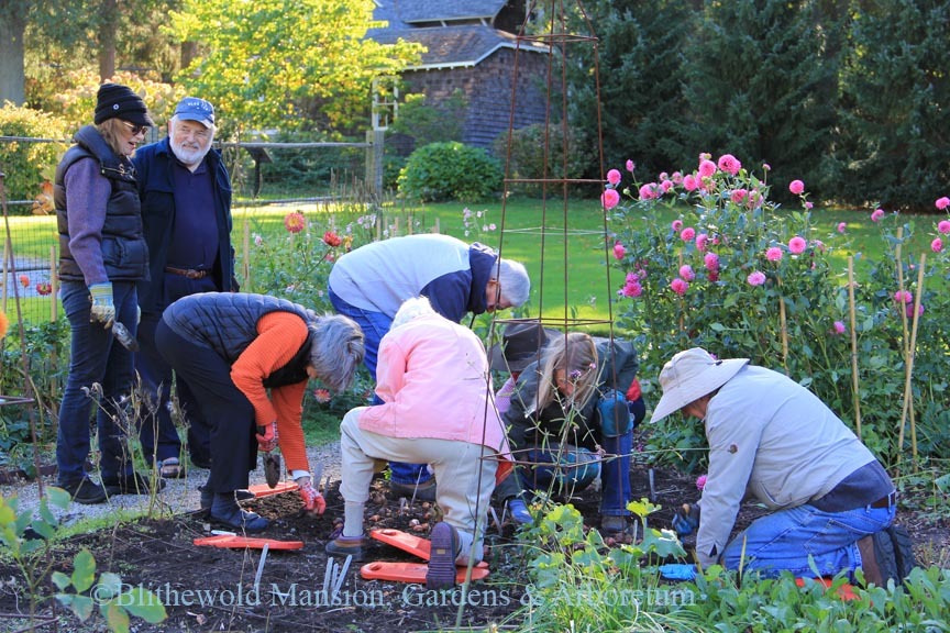 Our Tuesday volunteers planting tulips in the Cutting Garden