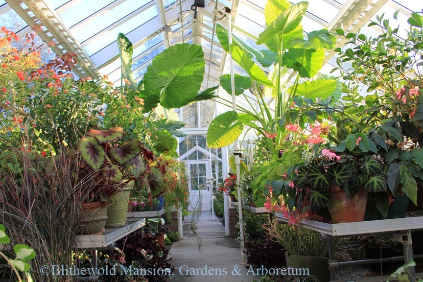 Greenhouse bursting with life again.