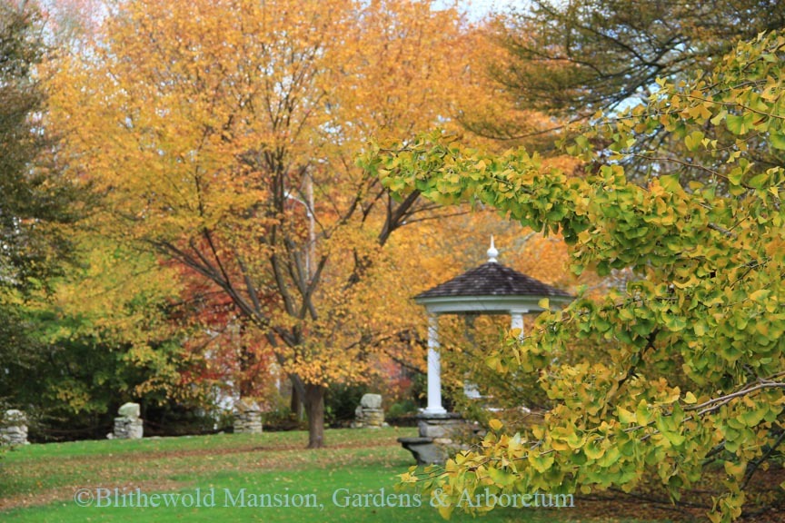 Ginkgo leaves with their custom swirl of color as they change from green to brilliant yellow.