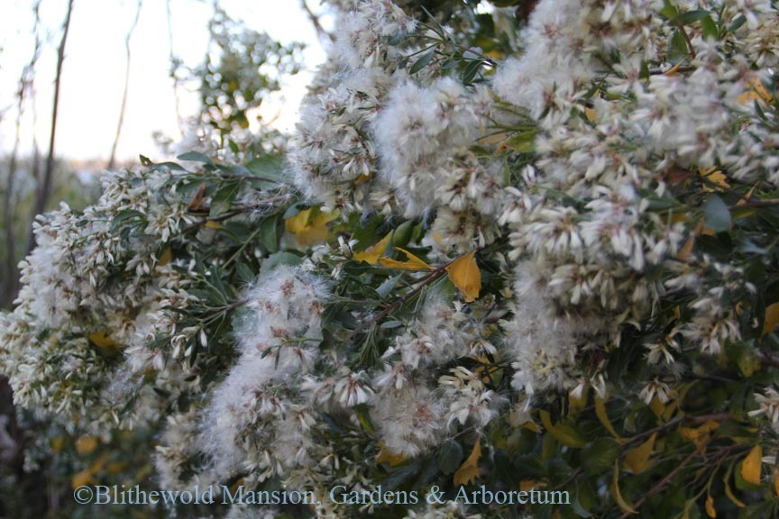 Groundsel Tree