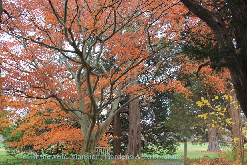 Japanese Maple