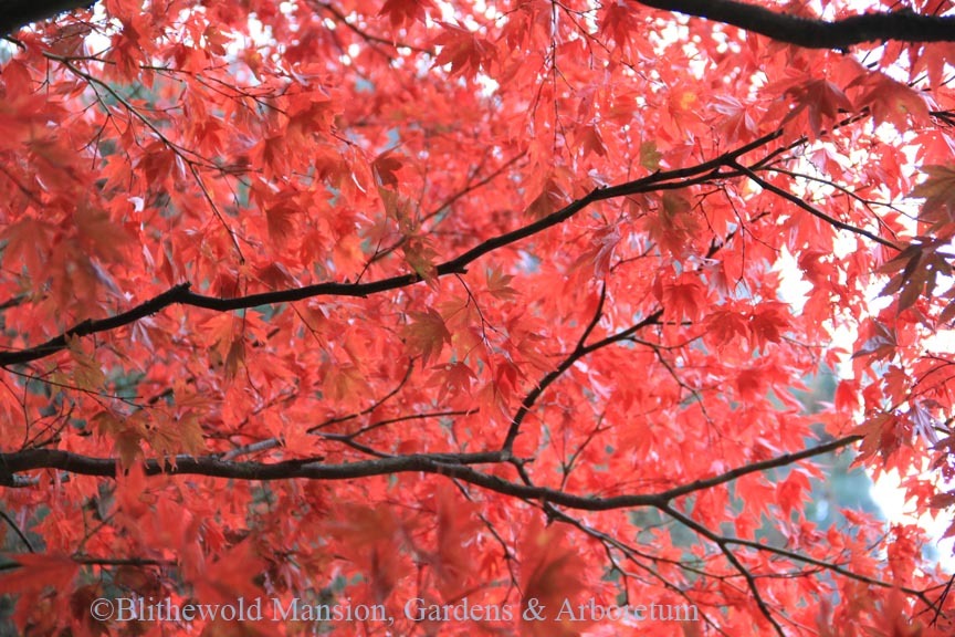 Japanese Maple (Acer palmatum)