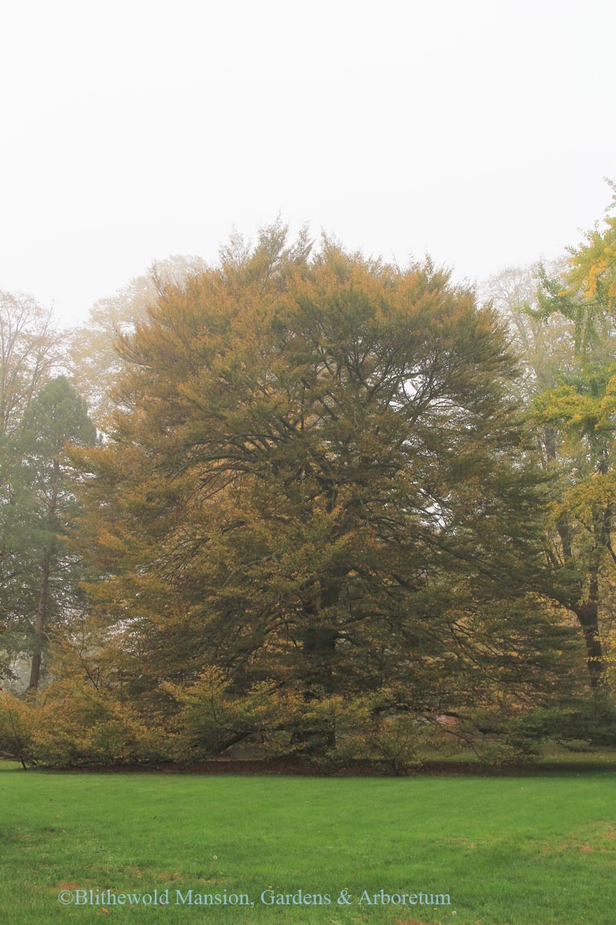 Cut Leaf European Beech tree