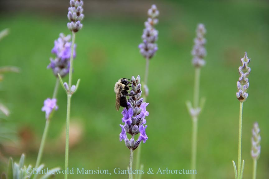 Bumble Bee on Lavender