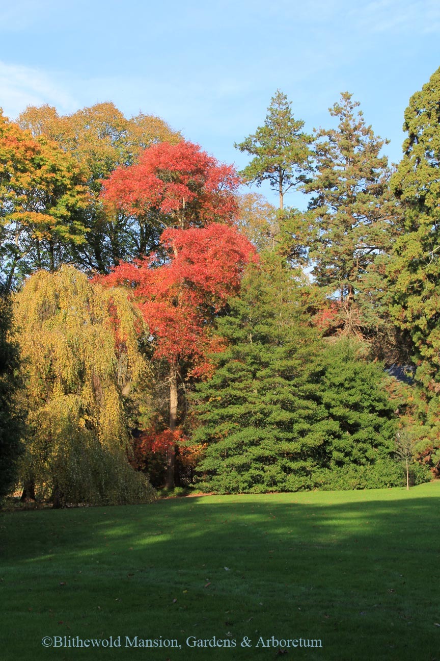 Enclosed Garden