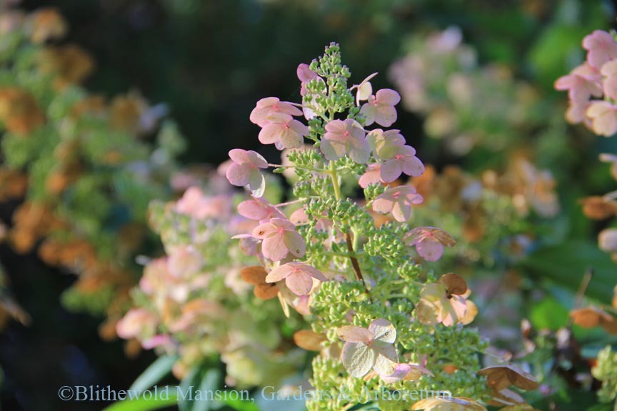 Panicle Hydrangea